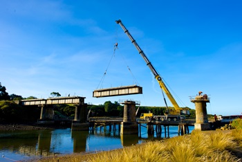 Grove cranes in Tasmania 